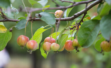 Growing fruits of apples on a branch.