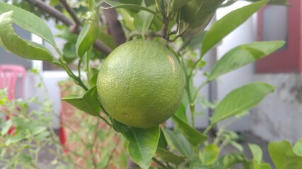 Green pomelo on the tree in a garden