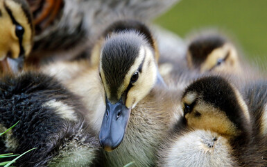 Newly hatched mallard ducklings on the side of the lake