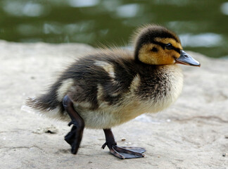 Newly hatched mallard ducklings on the side of the lake