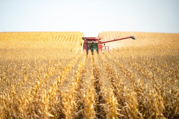 Farmer operates a combine during the agricultural harvest of corn in late fall. 