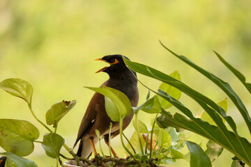 Mynah bird and leaves
