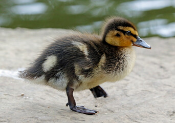 Newly hatched mallard ducklings on the side of the lake