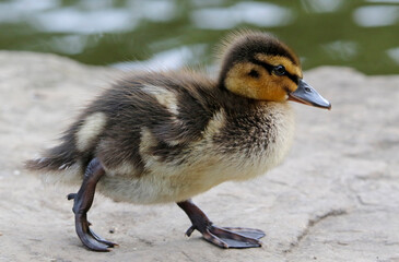 Newly hatched mallard ducklings on the side of the lake