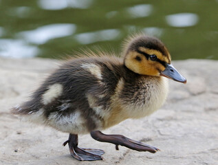 Newly hatched mallard ducklings on the side of the lake