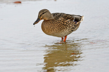 Stockente im Herbst an der Ostsee	