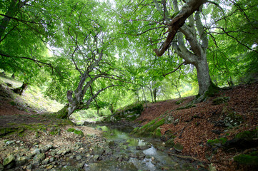 FOREST BOSQUE DESFILADERO RIO AYUDA OKINA