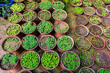 Small Young seedlings of plants in flower nursery.