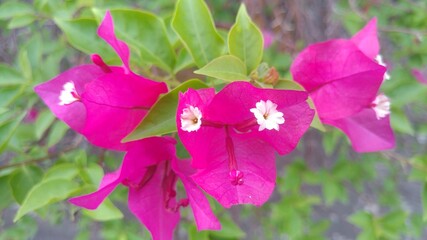 Pink flower in the garden