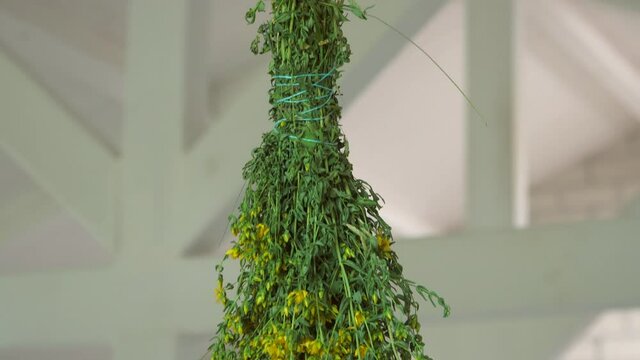 Collecting thyme for tea. Dry the herbs at home.