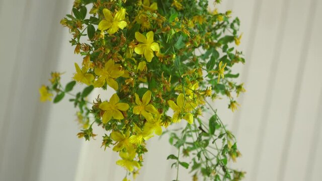 Collecting thyme for tea. Dry the herbs at home.
