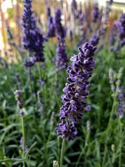 Close-up of lavender growing in a field
