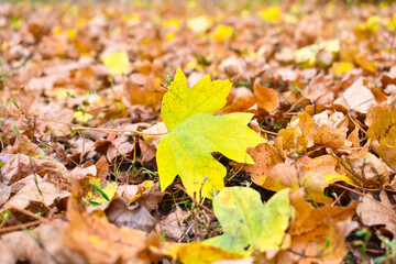 Colorful yellow autumn leaf lies on the autumn leaves. Autumn background Yellow autumn leaves.
