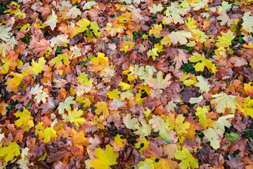 Colorful autumn leaves. Autumn background. Yellow autumn leaves