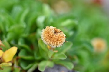 Przekwitnięty kwiat wypełniony nasionami © Eva Biedrzycka