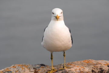 Seagull, Gull, Gabiota; Islas Baleares.