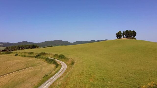 Tuscan countryside with a field of wheat and cypresses Orciano Pisano Pisa Italy