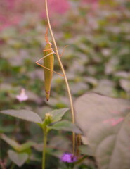 a green grasshopper on with green beautiful plant background, insect, bug