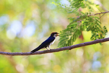 Wire-tailed swallow ((Hirundo smithii) in Lake Magadi in the Great Rift Valley, Kenya. Lake Magadi is the southernmost lake in the Kenyan Rift Valley, 