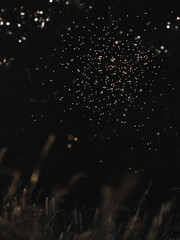 Naklejka premium Mosquitoes swarm at sunset in the forest