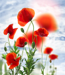 Beautiful red poppy flowers against blue sky with clouds