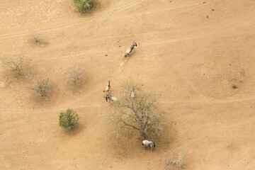 Aerial view of a group of Blue Wildebeest (Connochaetes taurinus) in the Shompole conservancy area in the Great Rift Valley, near Lake Magadi, Kenya. 