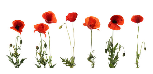 Set of beautiful red poppy flowers isolated on white. Banner design