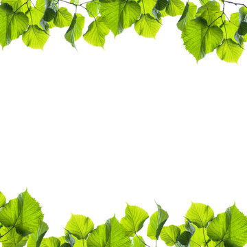 Frame of linden branches with green leaves isolated on white