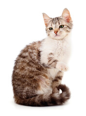 Obraz premium Small gray kitten.