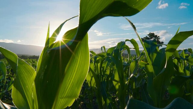 green corn field in the agricultural garden in the evening and light shines sunset. Crane shot
