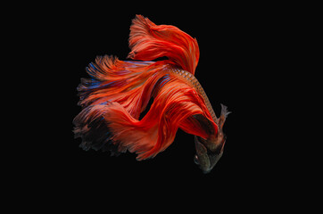 Rhythmic of Betta fish, siamese fighting fish betta splendens (Halfmoon fancy orange betta ),isolated on black background.