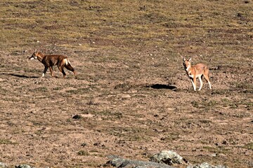 Ethiopian wolf, Canis simensis. It is an endemic animal living on the Sanetti plateau in the Bale mountains National Park. Ethiopia. Africa.