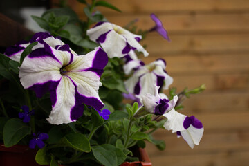 Colorful Petunia on the terrace. Flowers for hanging planters.