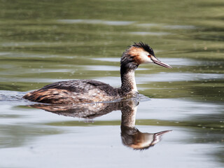 A Great Crested Grebe (Podiceps cristatus) looking at its reflection on still water whilst swimming and looking for food on Crime Lake at Daisy Nook Country Park in Oldham, Greater Manchester