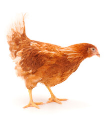 Young brown hen isolated on white background.