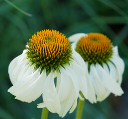 (Echinacea purpurea 'alba') Gros plan sur Rudbeckia aux pétales blanc retombant autour d'un fleuron hérissé, bombé brun orange
