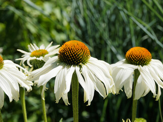 (Echinacea purpurea 'alba') Gros plan sur Rudbeckia aux pétales blanc retombant autour d'un...