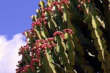 Euphorbia candelabrum is a succulent species of plant in the family Euphorbiaceae, one of several plants commonly known as candelabra tree. Northen Ethiopia. Africa.
