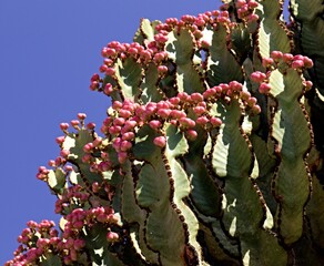Euphorbia candelabrum is a succulent species of plant in the family Euphorbiaceae, one of several...