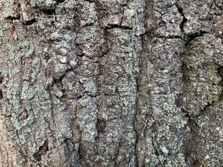 Oak bark. bark of trees. background made of natural materials