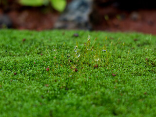 Rain drops on light green moss, texture