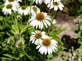 Fototapeta premium (Echinacea purpurea 'alba') Floraison estivale et abondante de Rudbeckias blanches à coeur orange brun bombé