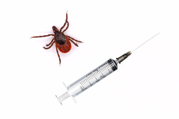 A closeup of a tick on a white background. Syringe on a white background.