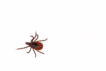 A closeup of a tick on a white background. Free space for an inscription.