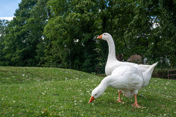 White Emden goose eating grass and daisies by the Great River Ouse, Ely, Cambridgeshire