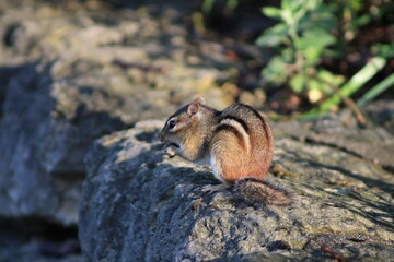 squirrel on the ground