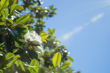 Wallpaper, creamy white southern magnolia Magnolia Grandiflora flower. Rays of the sun in the blue sky © Denisius