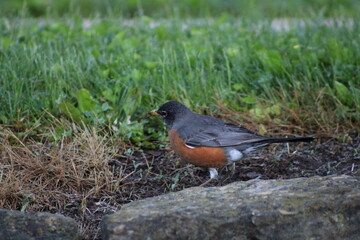 robin on the grass