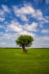 Fototapeta na wymiar ein Baum auf einer grünen Wiese vor bewölktem Himmel
