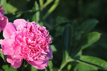 pink peony flower